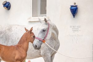 Bisou entre un poulain et sa mère