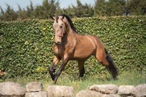 Cheval Lusitanien