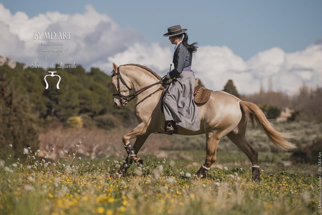 Le cheval lusitanien est polyvalent, principalement sélectionné pour le dressage. C'est aussi un cheval d'équitation de travail, capable de beaucoup d'agilité et de réactivité, avec beaucoup d'équilibre et d'élasticité, utilisé depuis toujours pour la coupe du bétail. Il est remarquable pour être rassemblé, capable d'exécuter des techniques d'équitation académiques.
Le Lusitanien a une élégance gracieuse, une noblesse et une attitude harmonieuse. Il est également parfait pour le saut d'obstacles et l'attelage. Enfin, c'est aussi un parfait cheval de CTR.