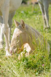 Poulain allongé dans l'herbe