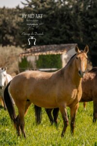 Lusitanien dans le pré