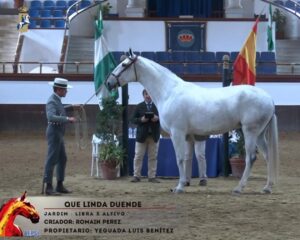 Certification Que Linda du Duende à Jerez 