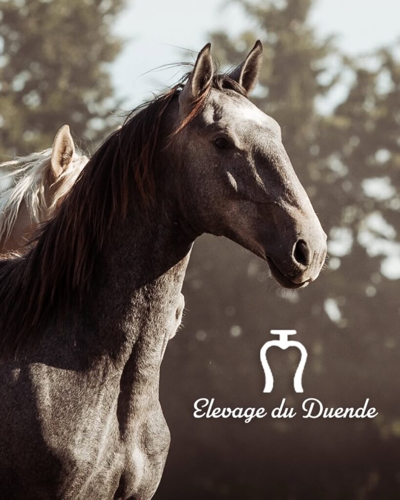 Le dernier Mac